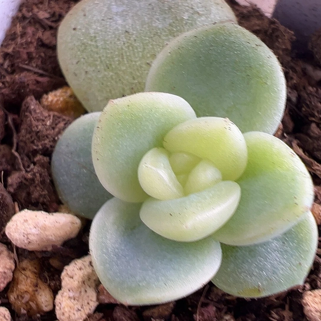 小家碧玉一物一拍