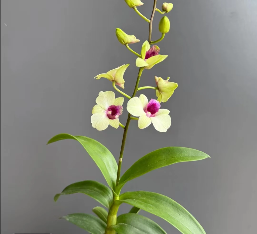 克里斯汀石斛兰秋石斛带花带花苞发货