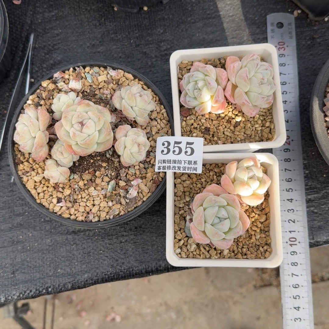 泡***哥355冰玉3颗7-11cm左右无砍