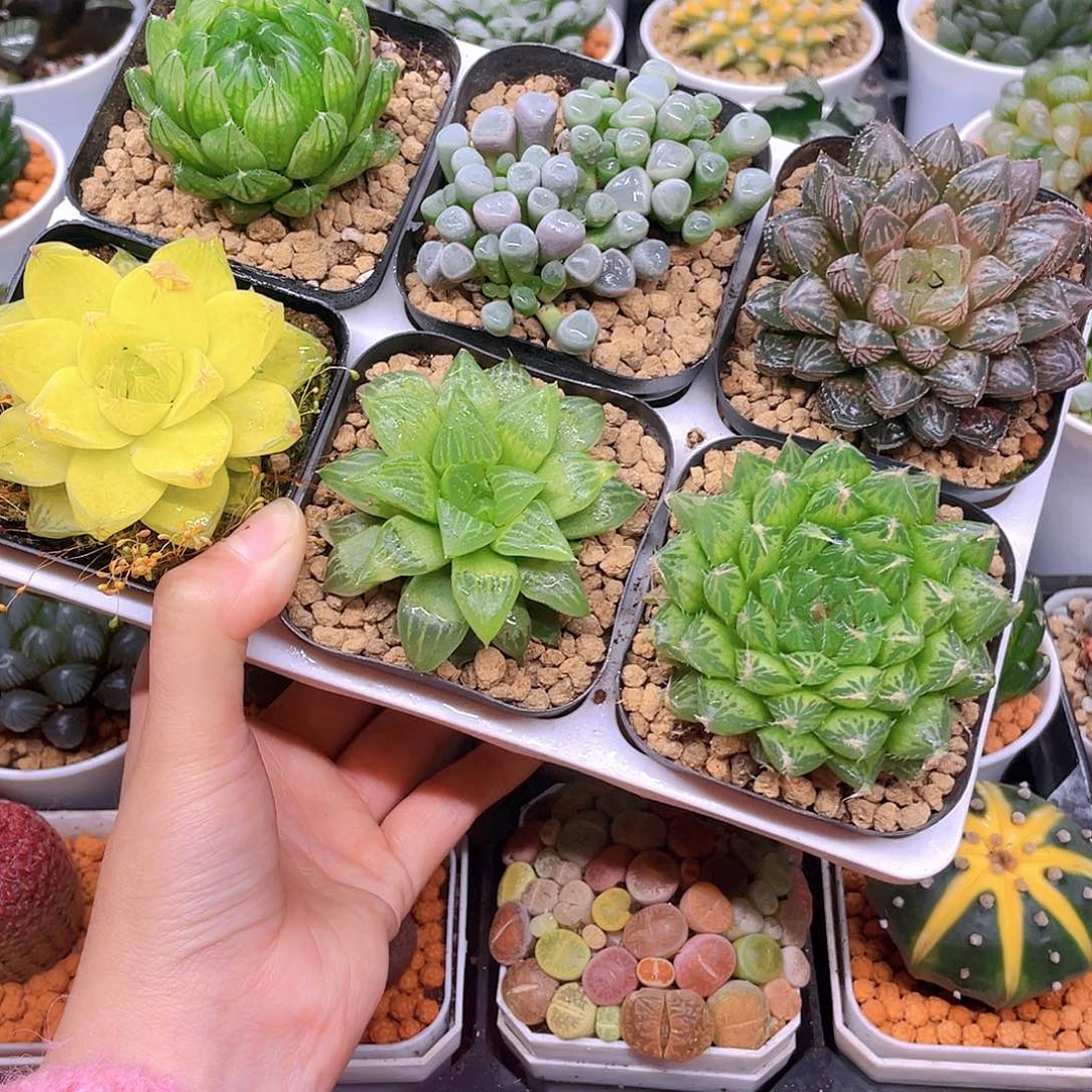 玉露六件套多肉，原盆