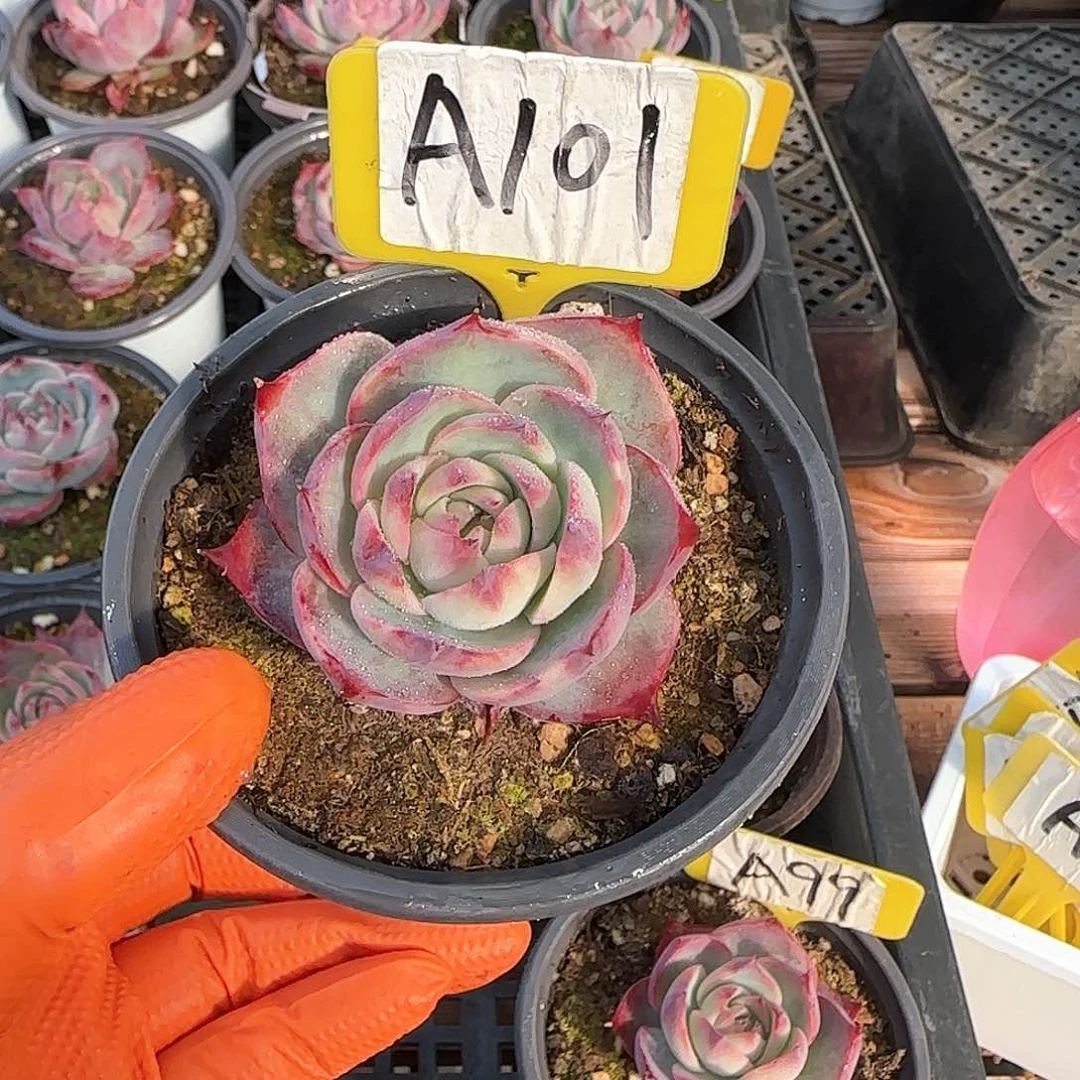 熊***毛A101惊鸿单头多肉