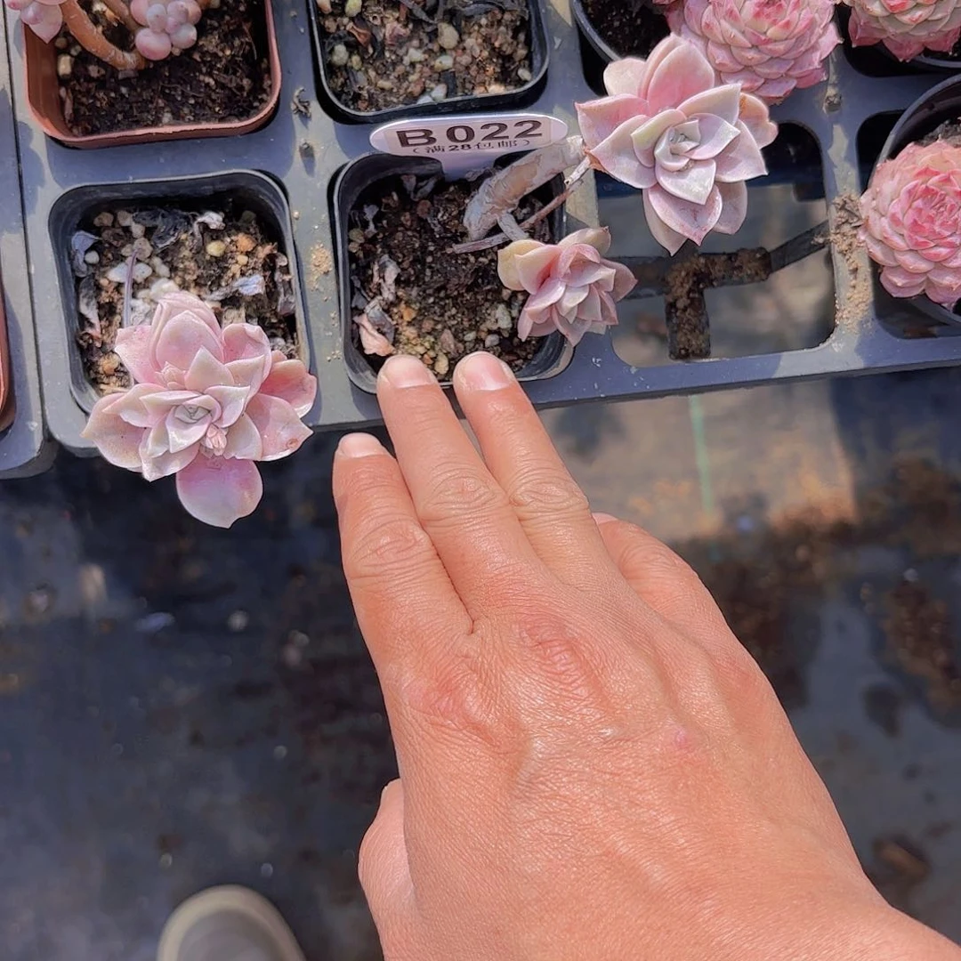 冰***?B022可爱玫瑰变异一物一拍