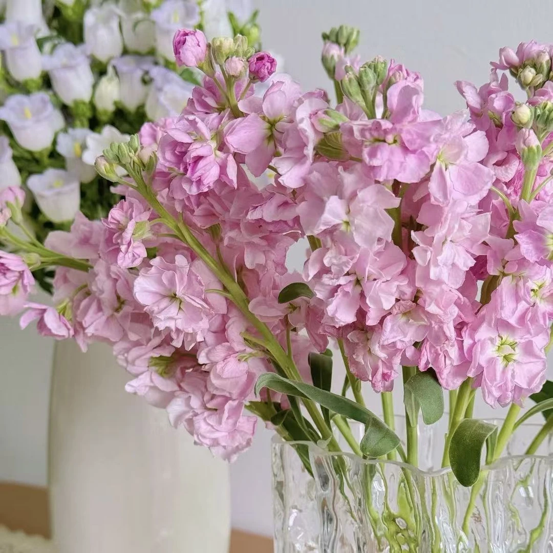 粉色紫罗兰盆栽花卉花期长易养耐热耐晒耐寒植物