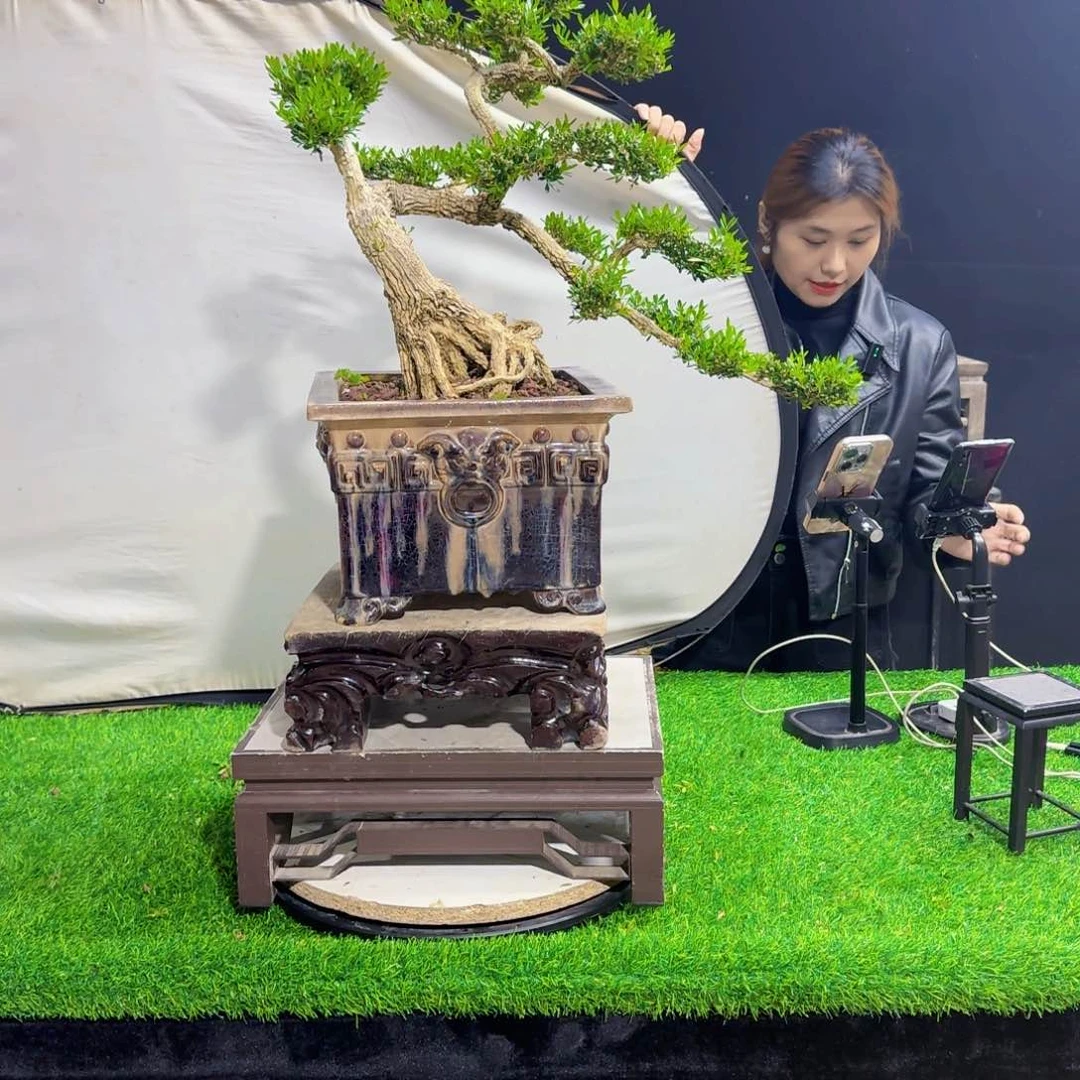 当前无花朵，栽培后可花朵