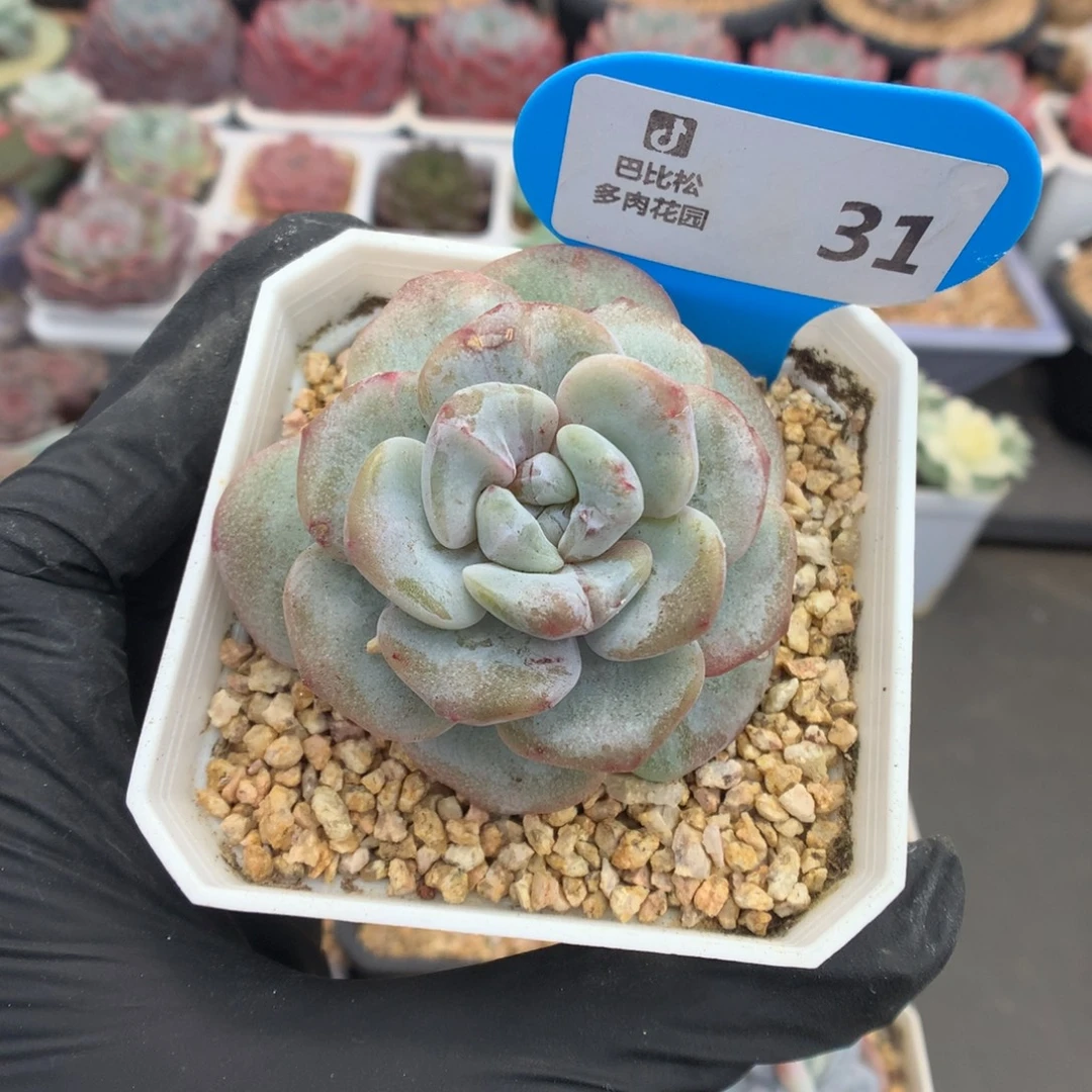 31 外翻叶冰玉石化