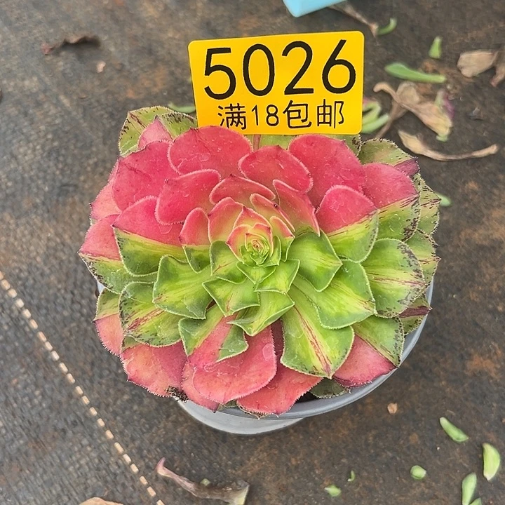 026 知否捧花多肉法师