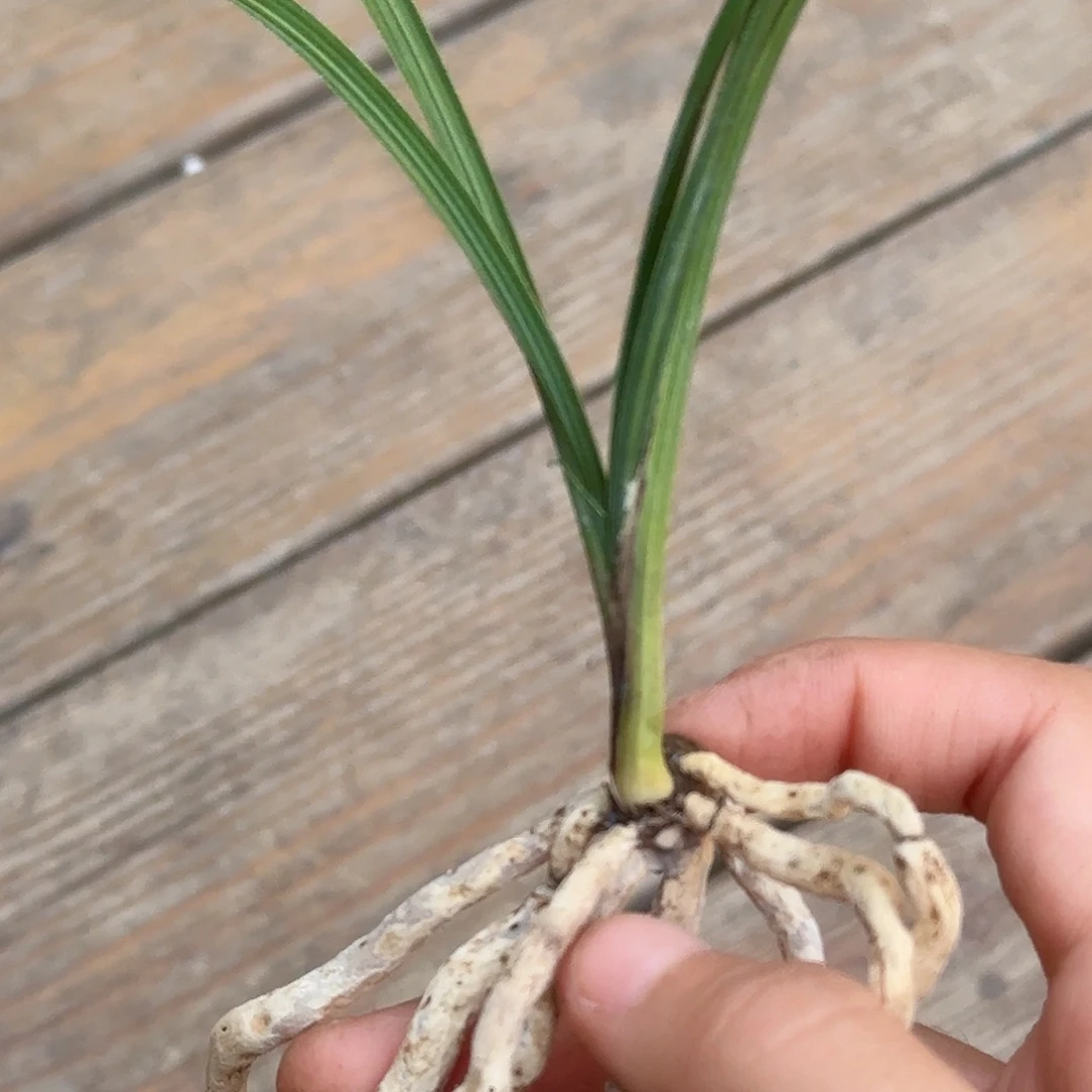 蘭***）完全开放1234567890