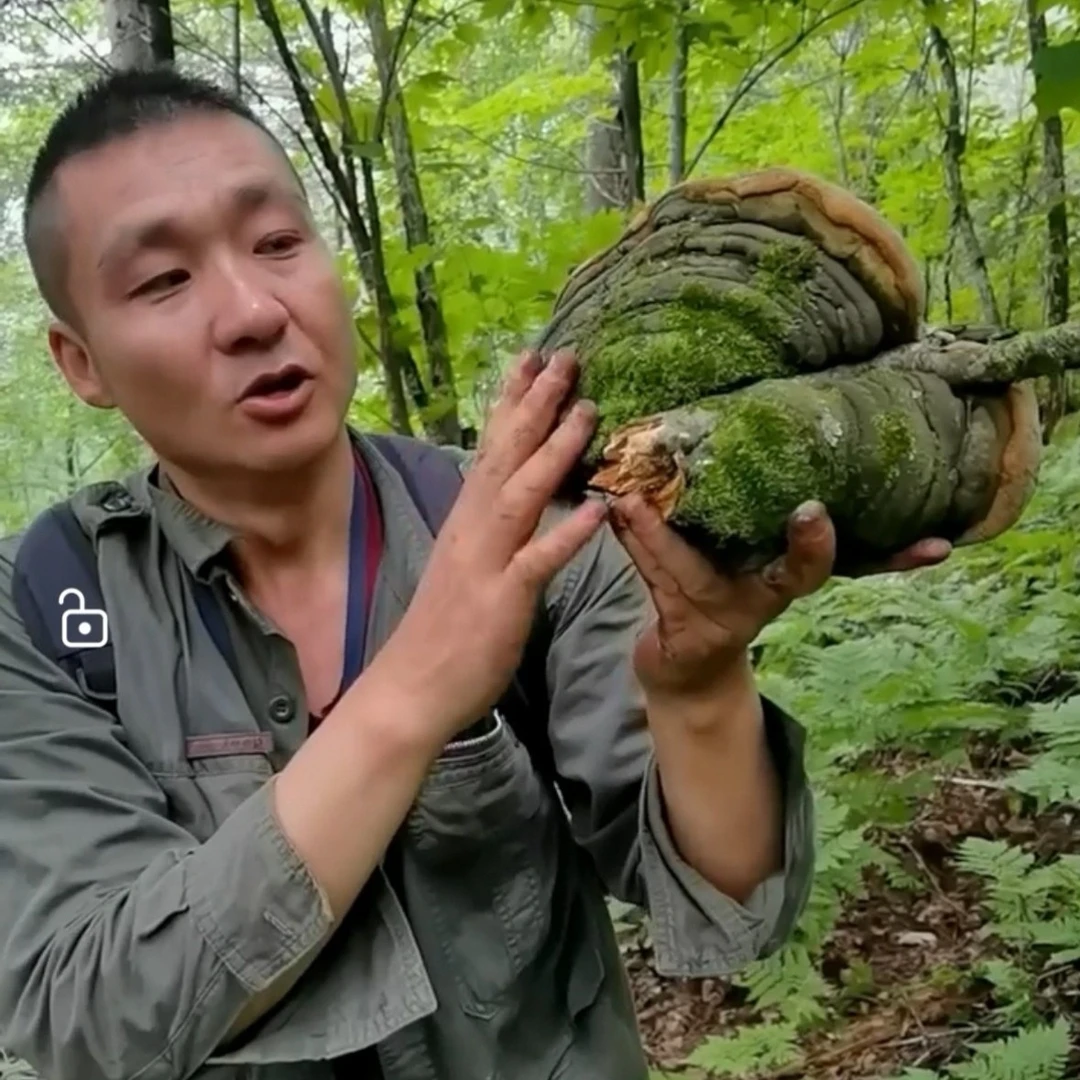 深山松树桑黄(包邮）