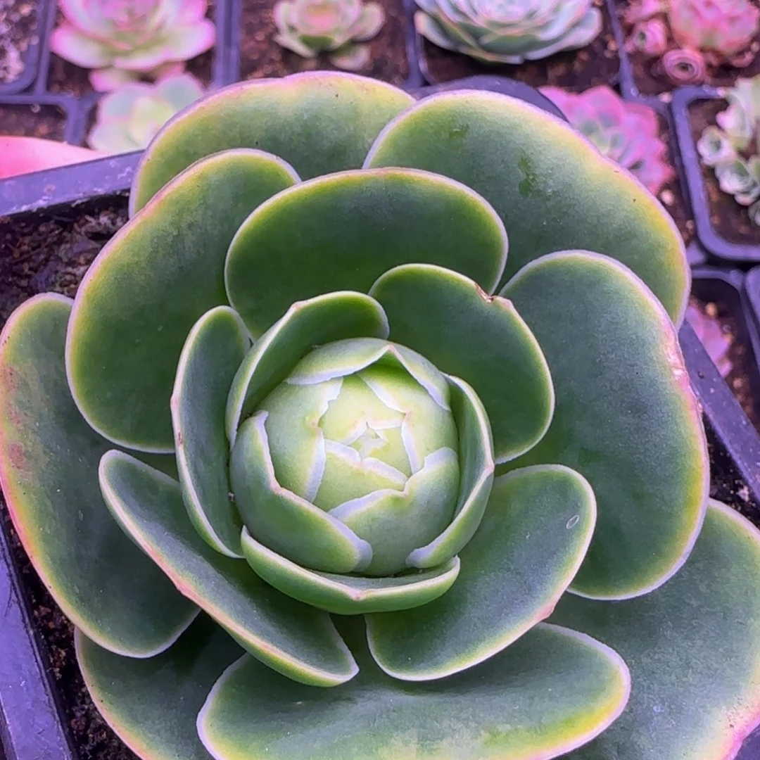 福利玫瑰258888563633653656666