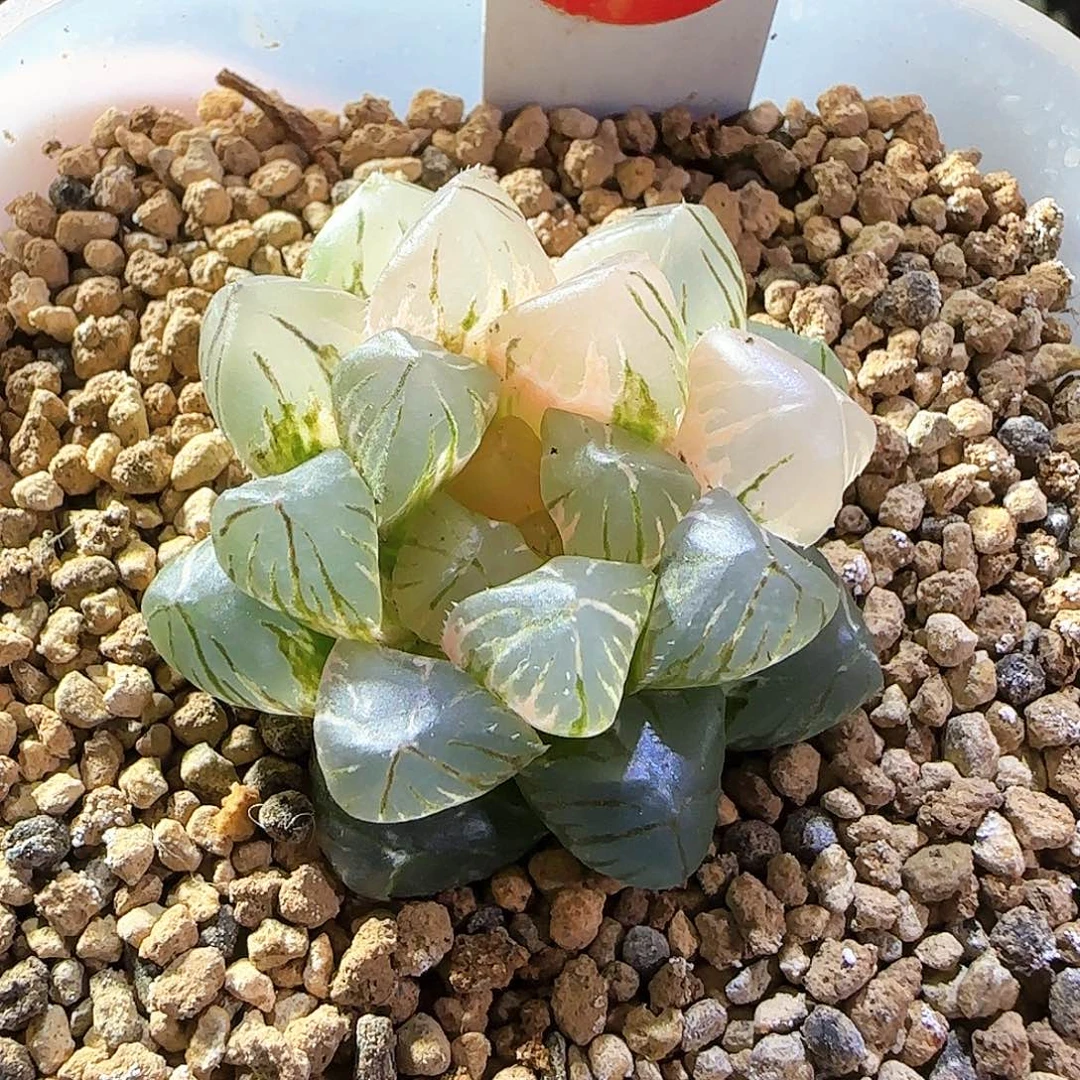 487号OM玉露锦一物一拍带盆土