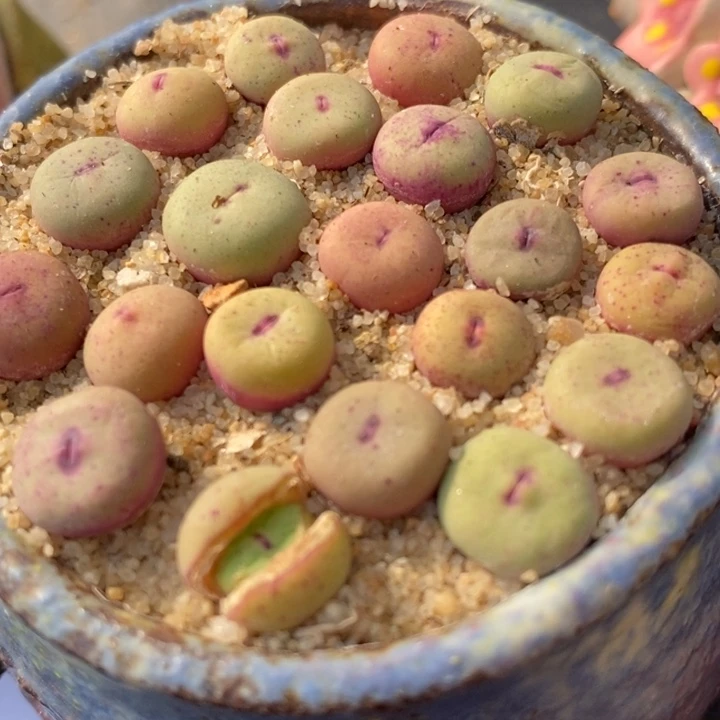 1380B小红嘴一颗买3送1