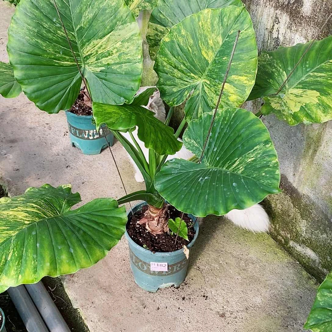 不开花植物一**会秋海棠182