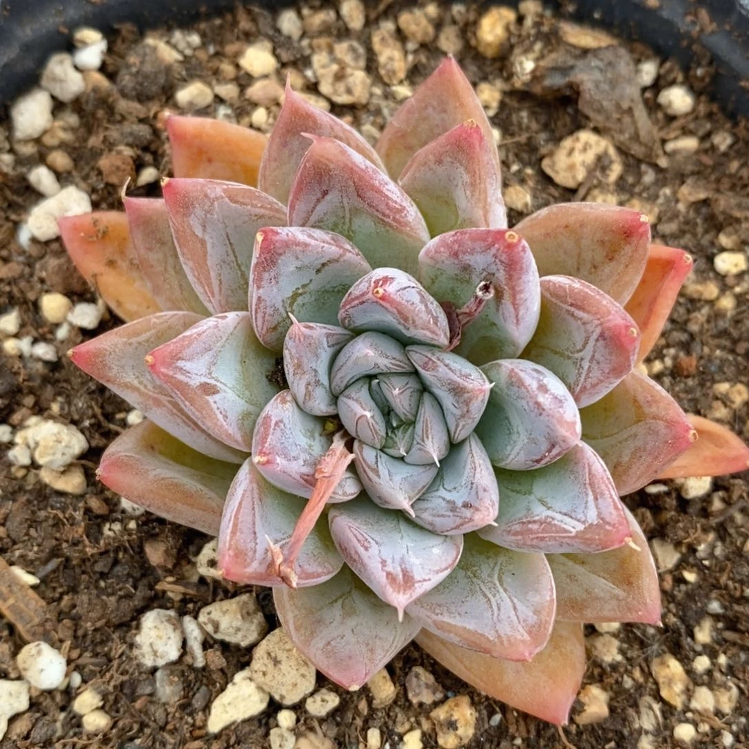 一物一拍精品多肉