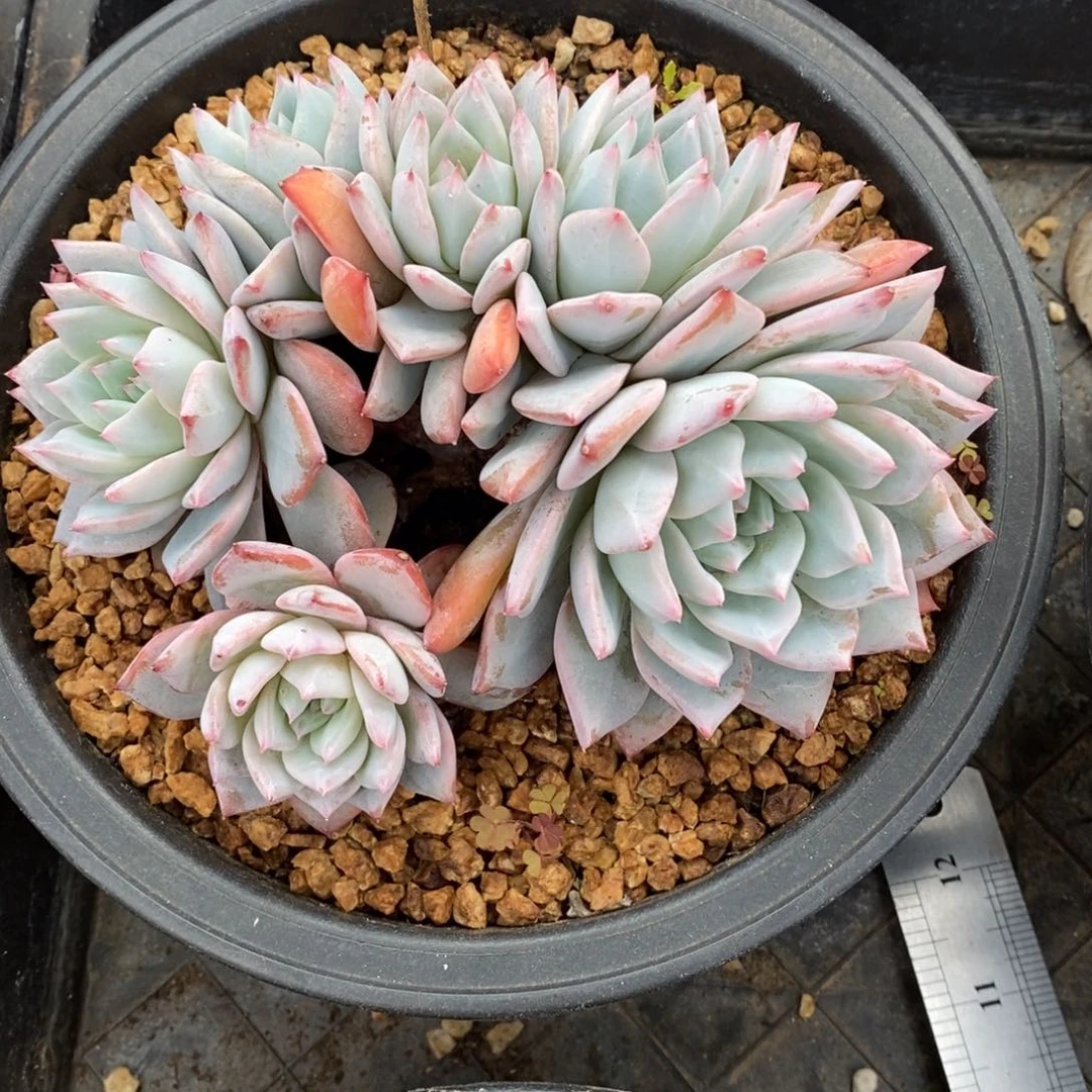 多肉植物一物一拍