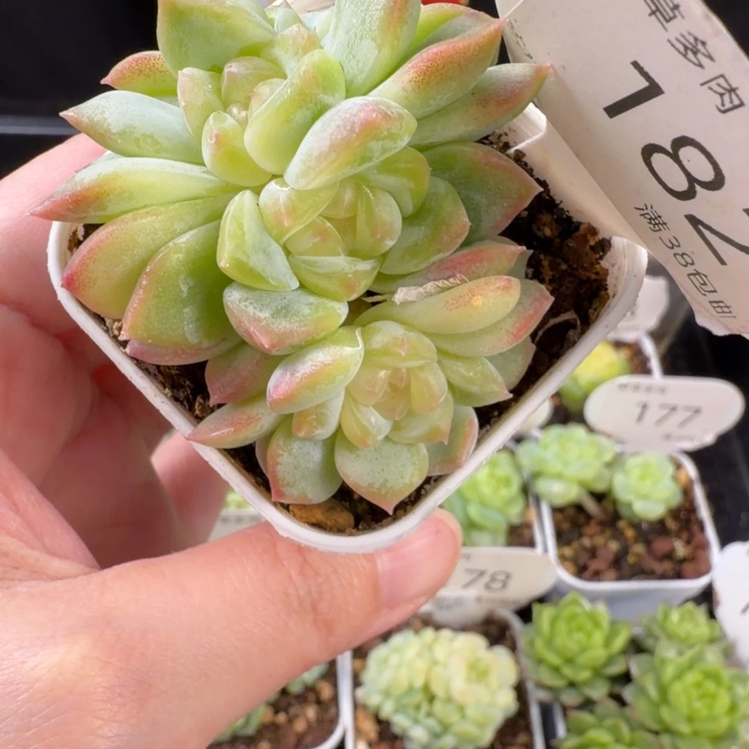 四头朵朵黄透珍妮182号