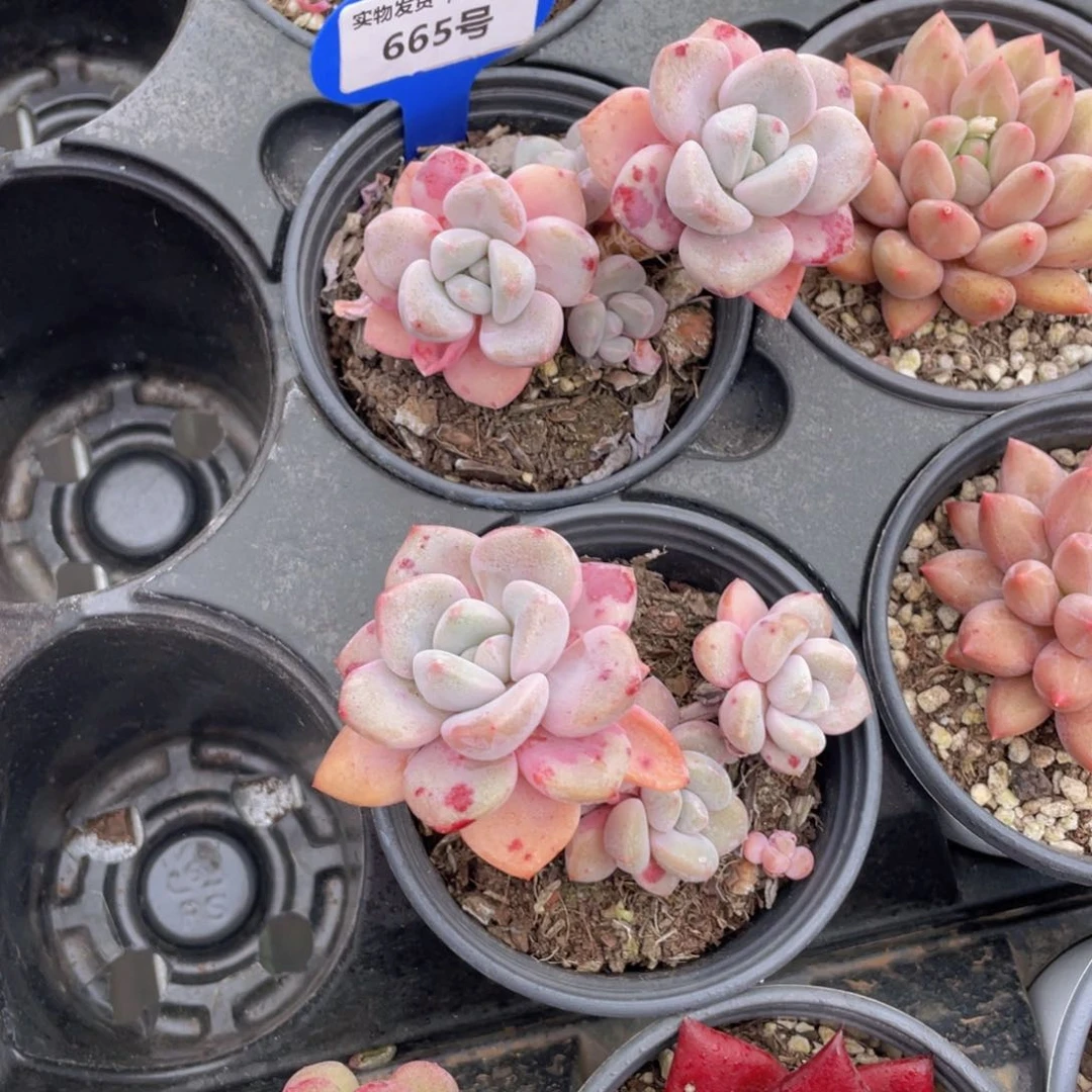 665号白鹭花斑鹭老桩群生一个