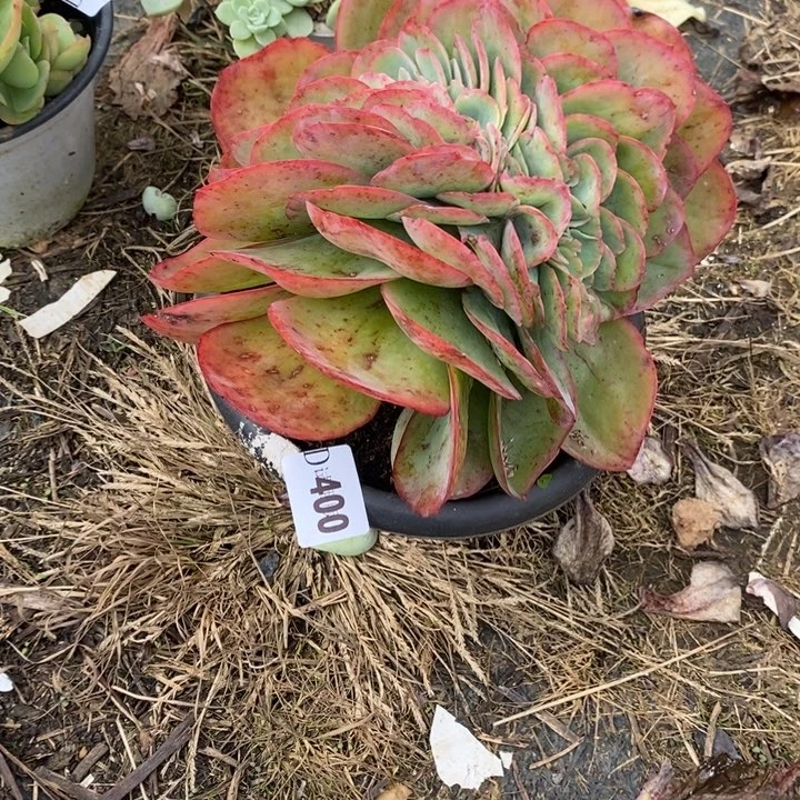 源****400霓虹灯缀多肉植物