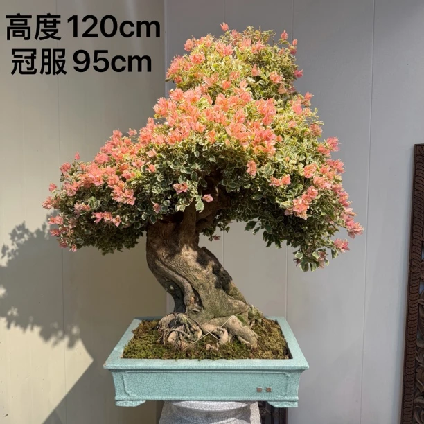 严天盆景｜精品老桩少女心三角梅盆景