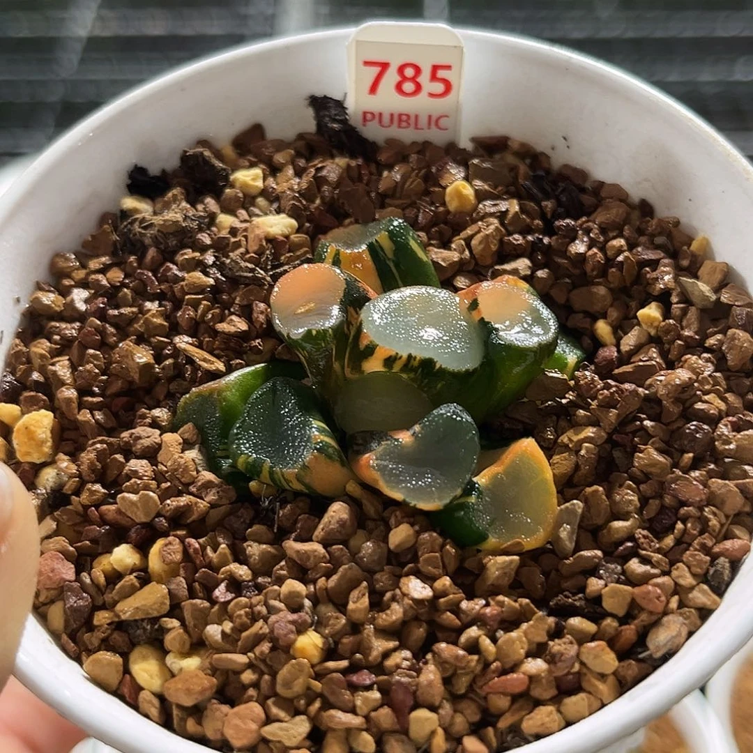 785空门万象锦福利