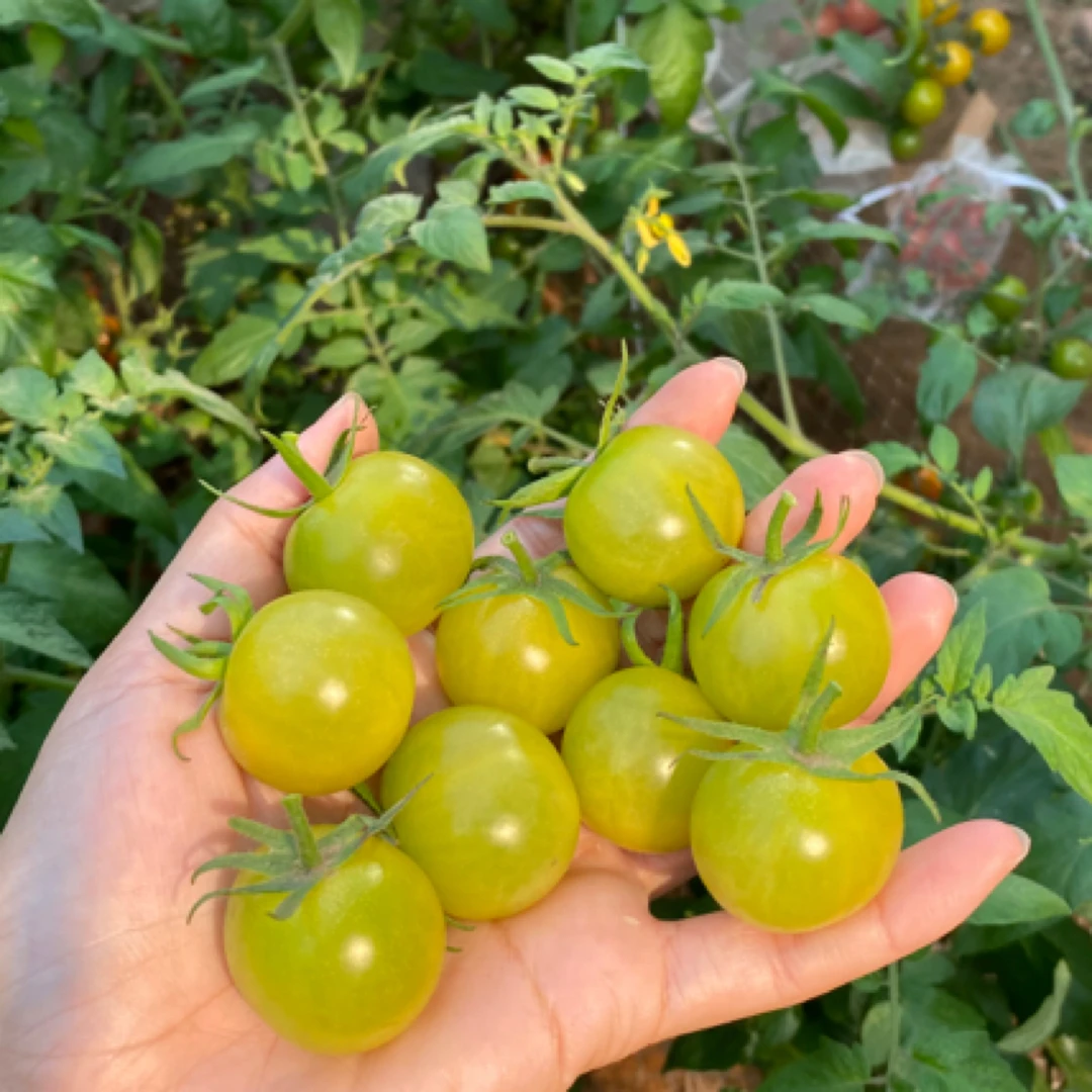 【顺丰包邮】农家露天绿色青口蜜小番茄
