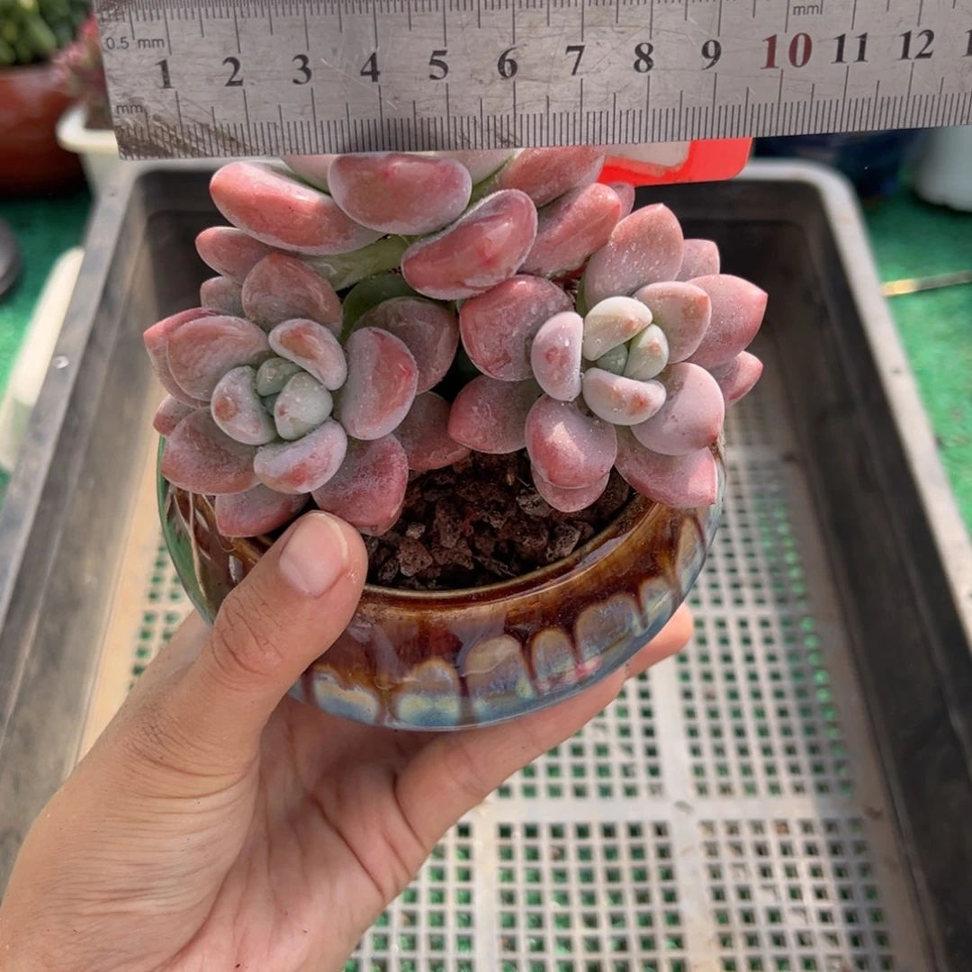 表妹精品多肉植物342.