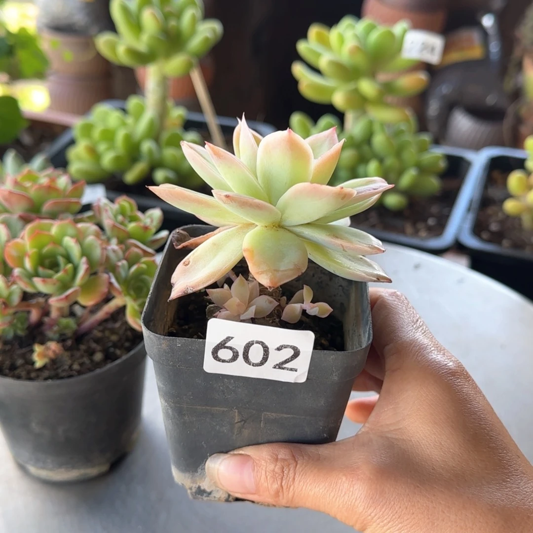 没****602号 一物一拍 一物一拍
