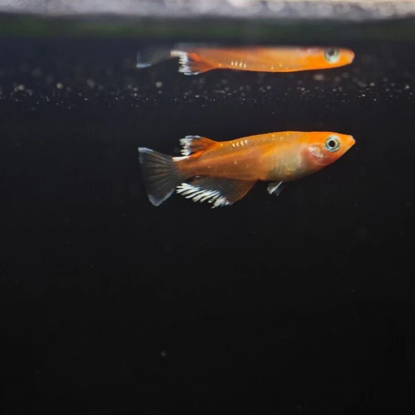 观背青鳉天使之翼红女神赤壁红白白雪公主林血赤壁干支小型观赏鱼