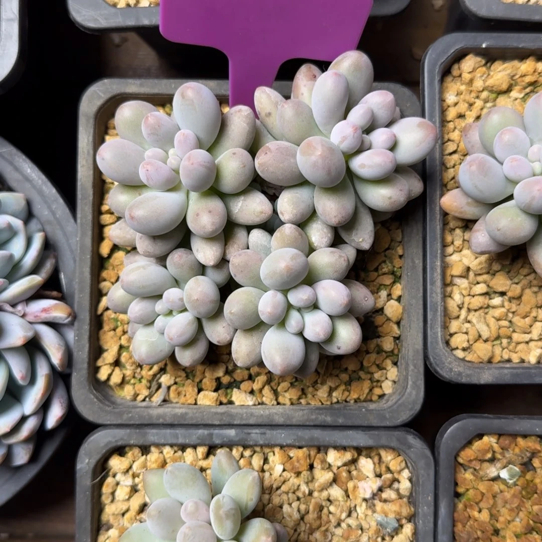 桃花奶1111111111111111