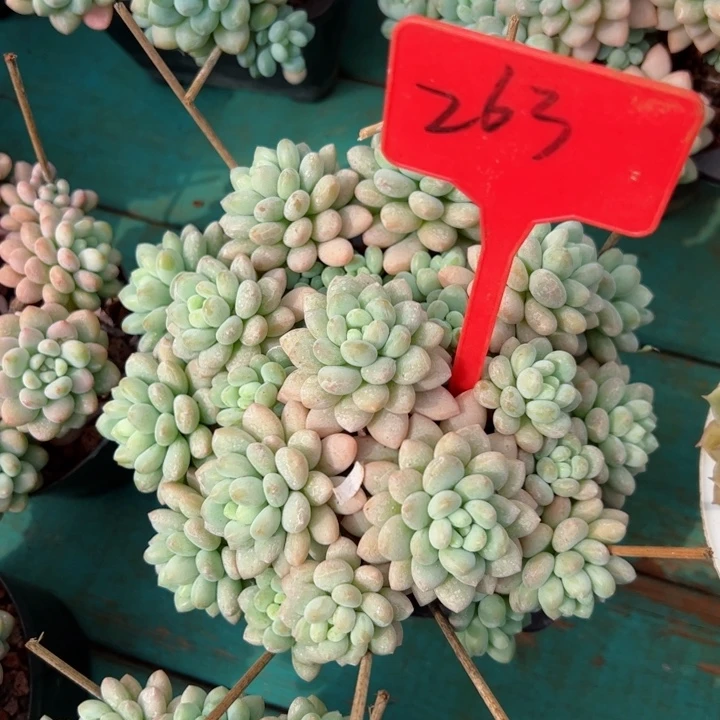 263洛可可平平安安健健康康