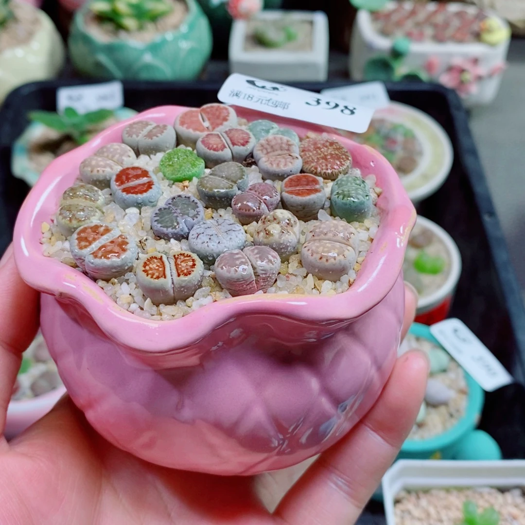 生石花花花花花花398