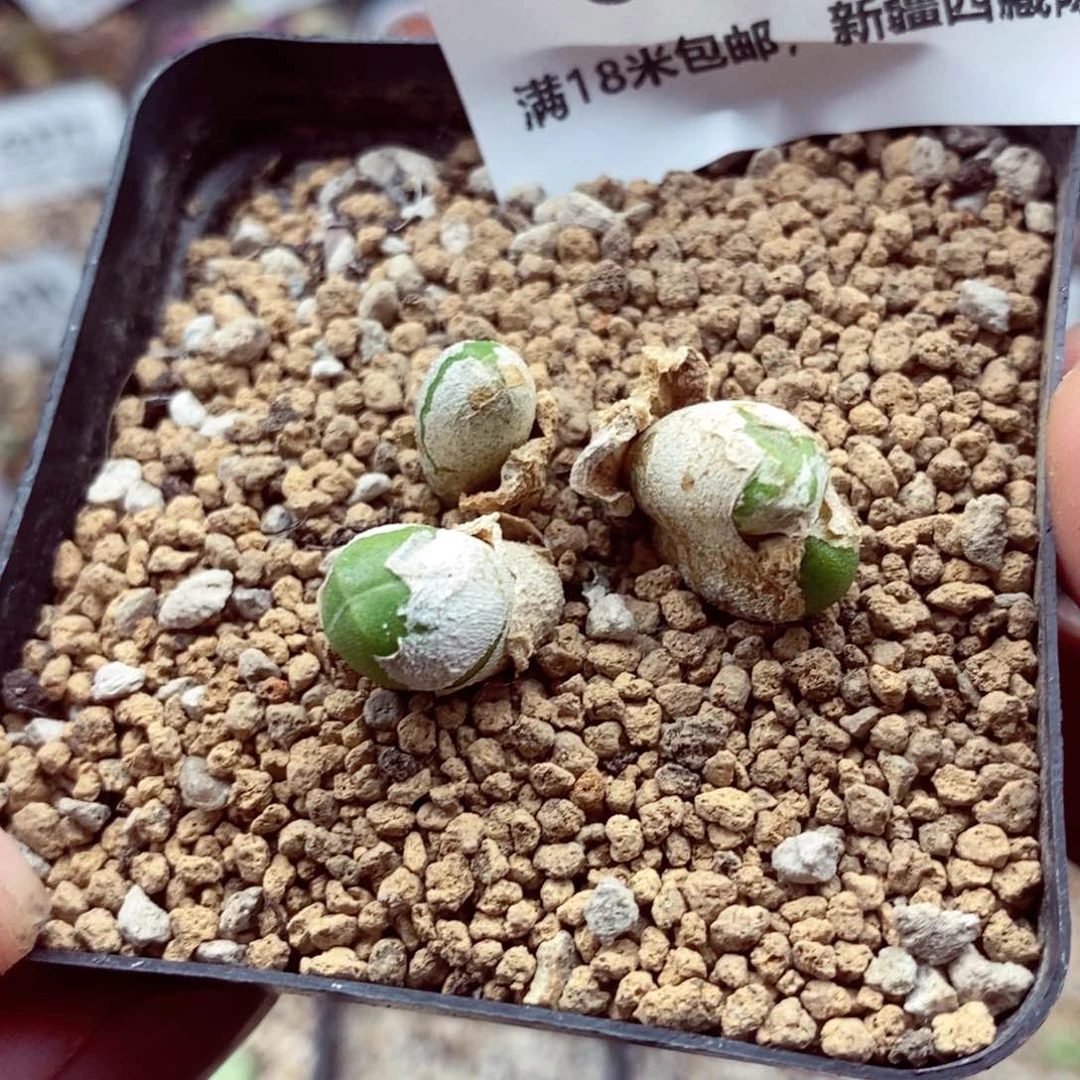 我的小姐姐们都是我6404