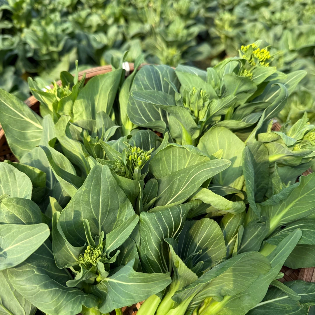 外区农家菜苔软糯甜现采现发