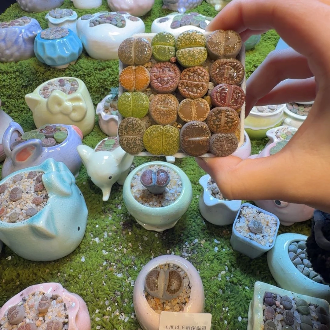 明***媚多肉植物和植物等816