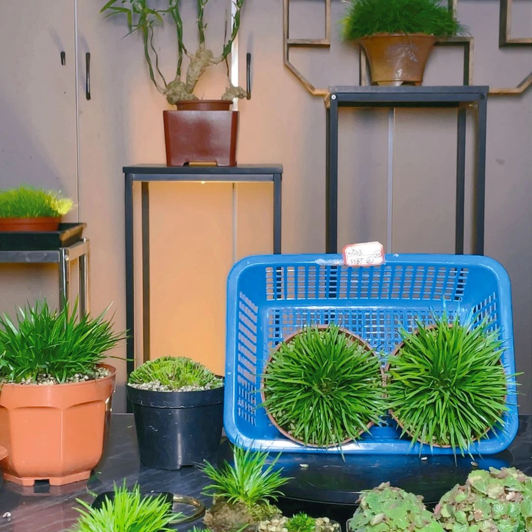 【闪购商品】不开花植物