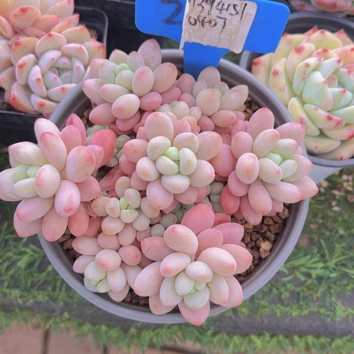 健健康康平平安安