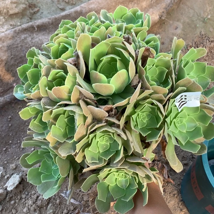 550柠檬玫瑰手捧1号