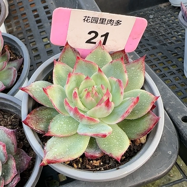 21 惊鸿仙子多肉植物6-9cm