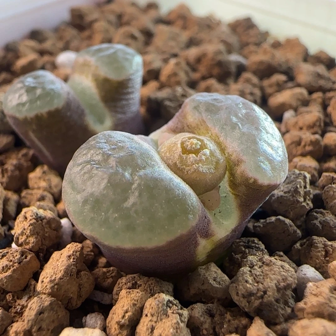 1520/ban'ke磁铁/疤特/