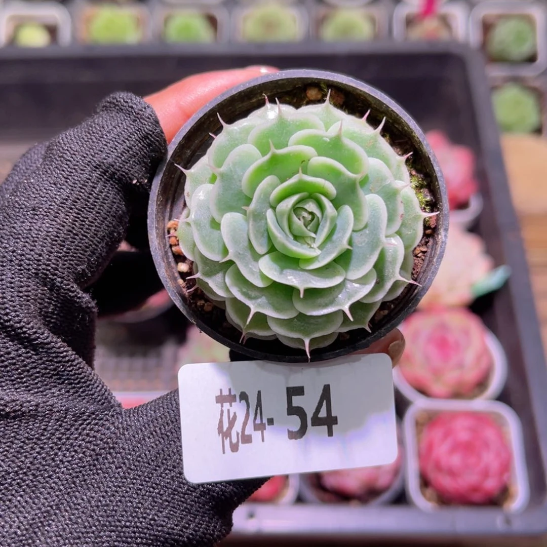 花24-54贝尔单头