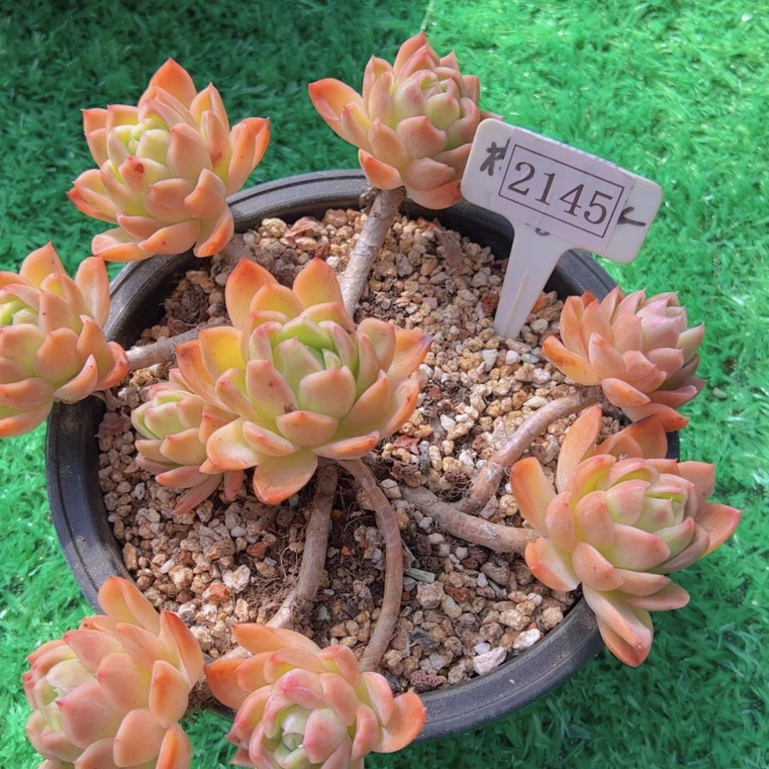 香*杂交2145一物一拍