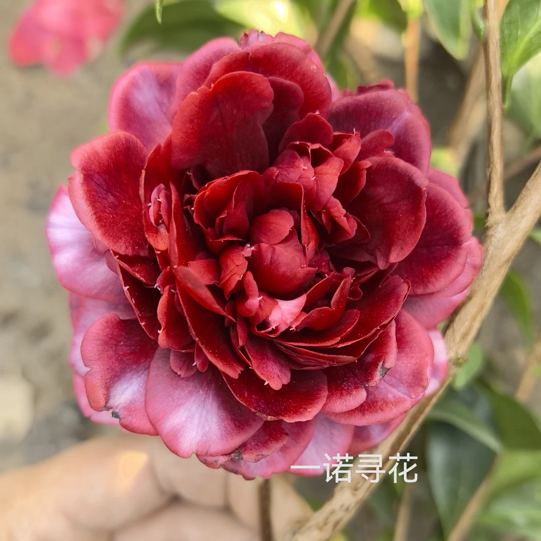 都德宝贝稀有名贵品种茶花复色纯色室内室外好养易活