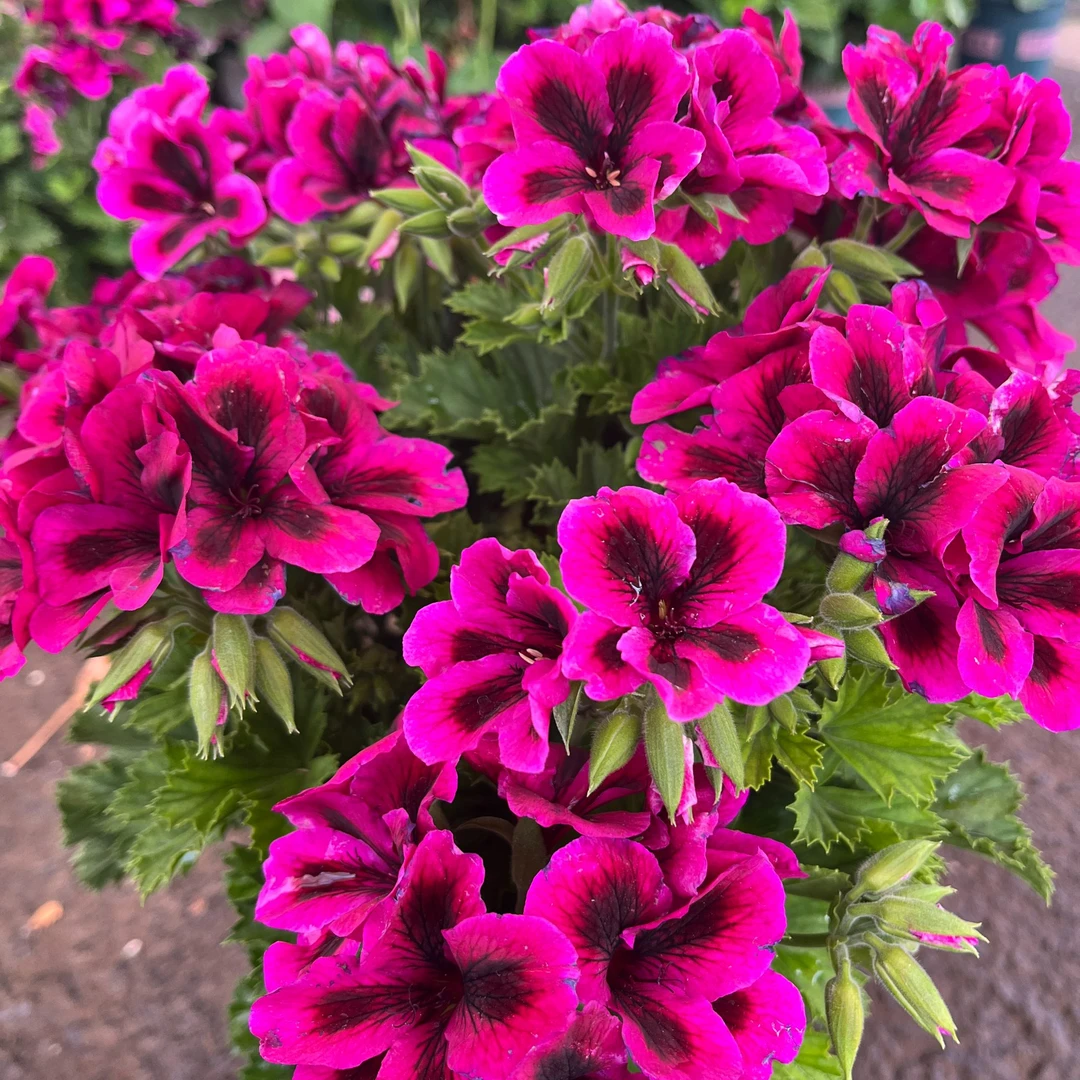 天竺葵樱桃粉和惊喜组合1.5加仑网红植物新手易养护带花苞发货