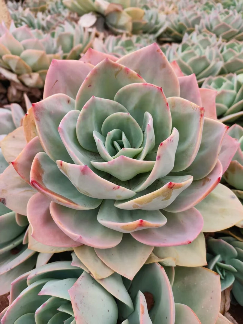 白凤 新手必拍 好看好养 多肉植物云南昆明发货精品多肉