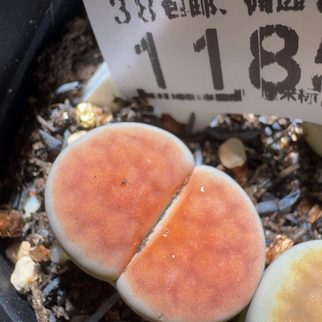 zzzz精品生石花1185