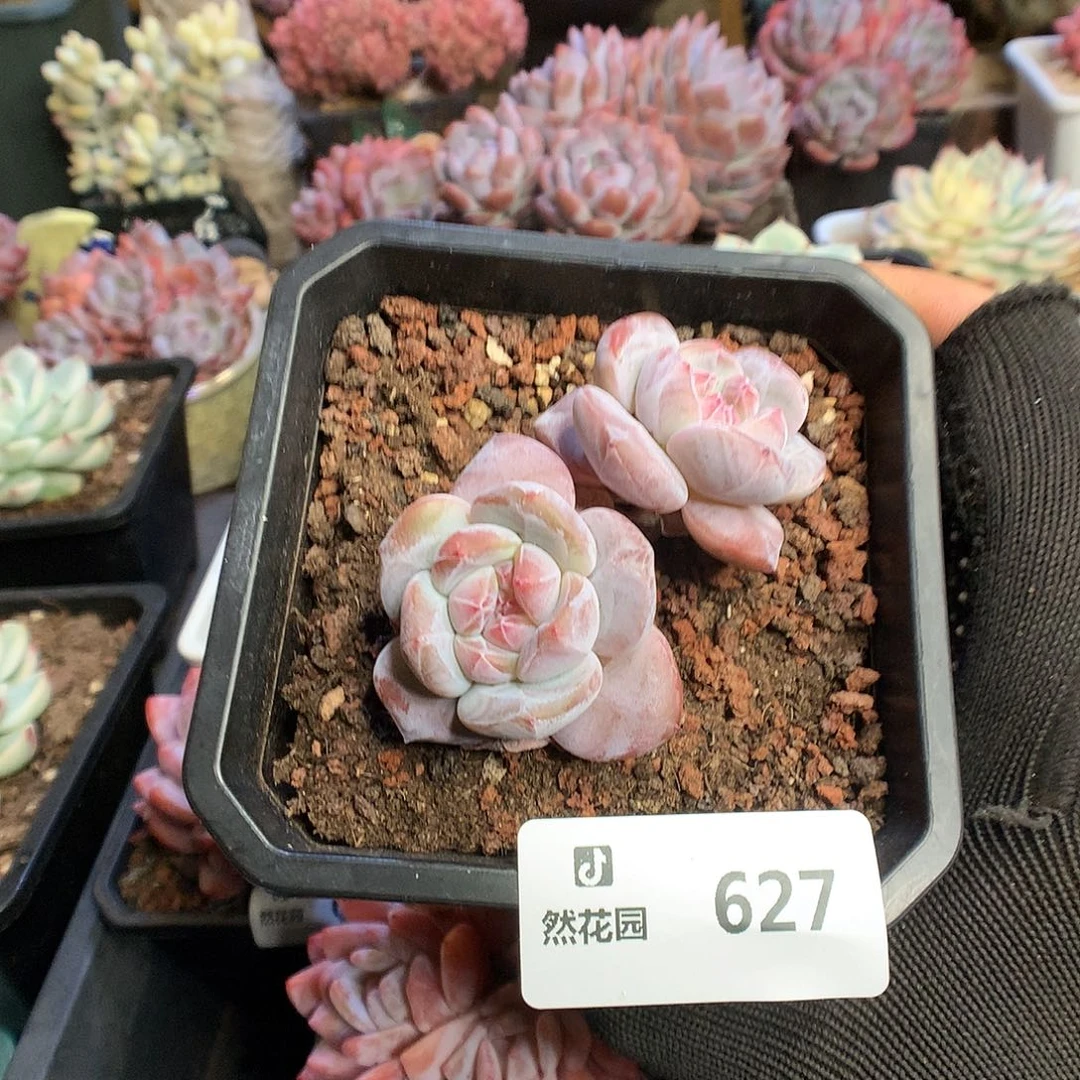 627星影多肉植物6666