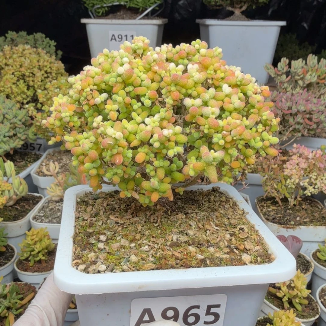 祺***祺A965精控金桔糖球