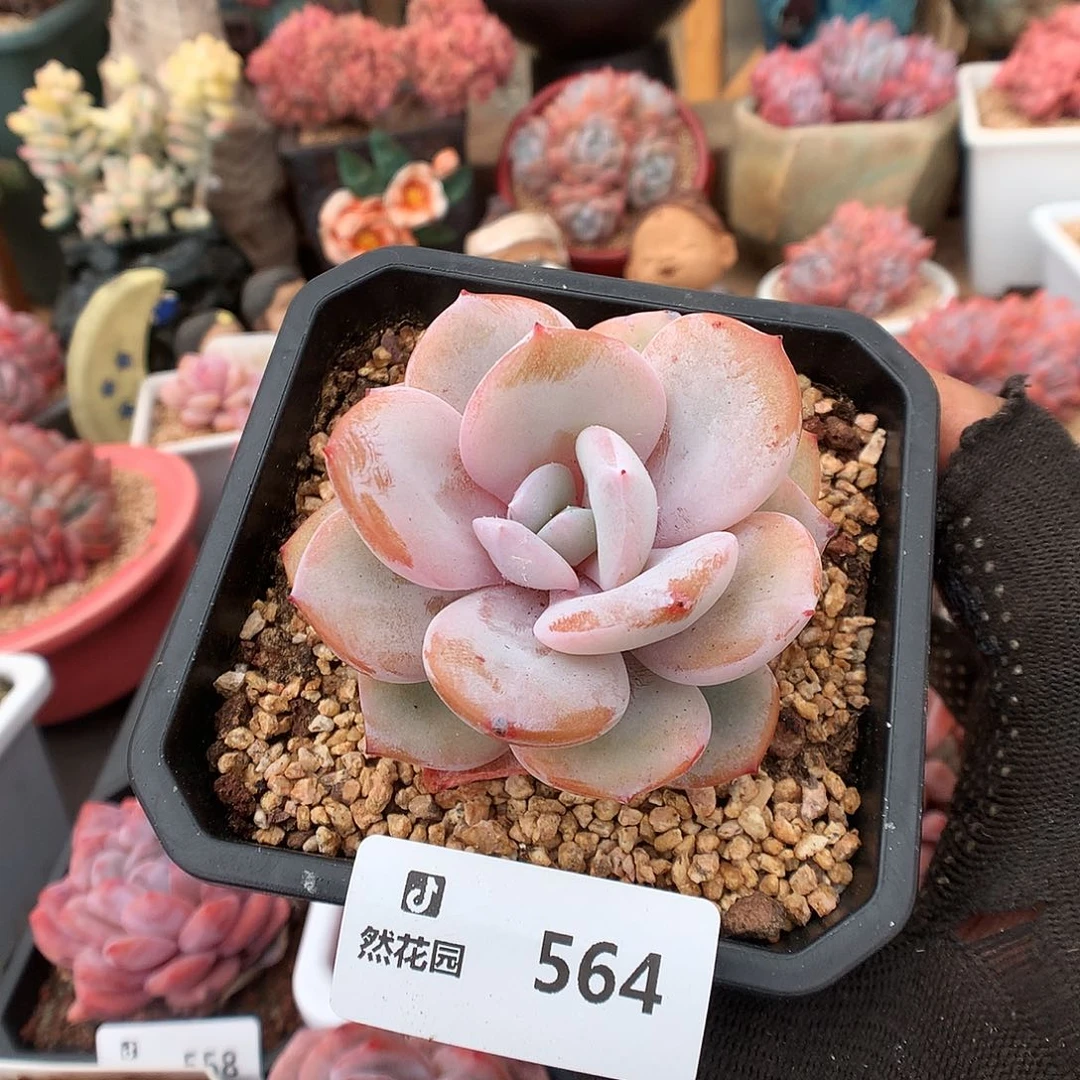 28奶茶多肉植物6666