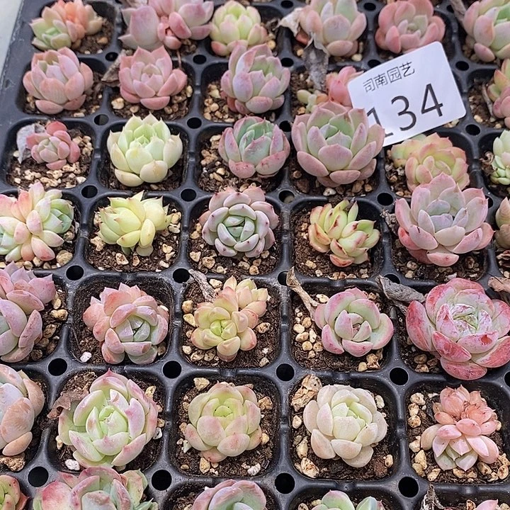 134 多肉植物盆栽花卉植物
