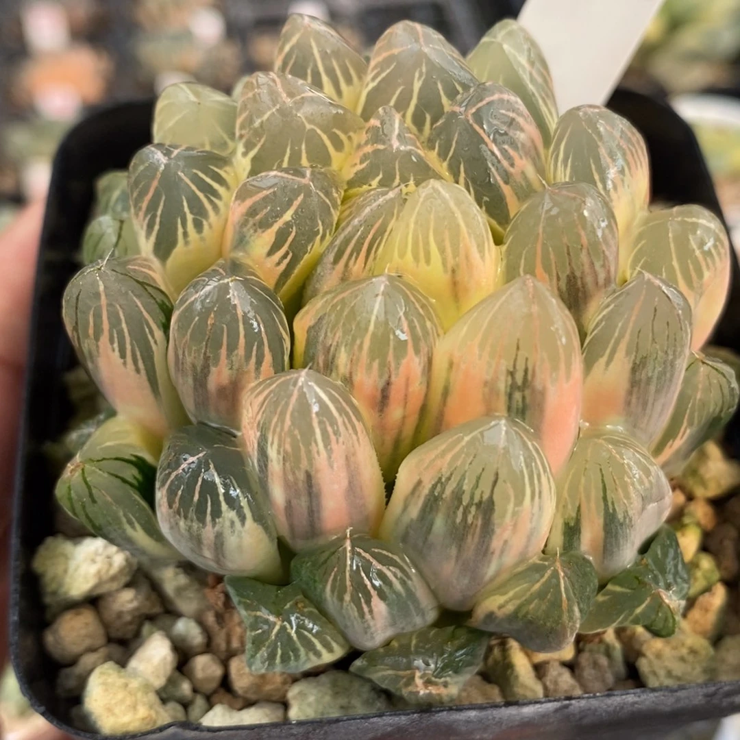 152实生糊斑玉露锦一物一拍