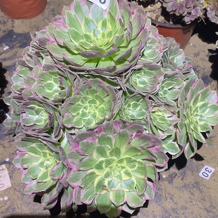 多肉植物断枝不包208水蜜桃